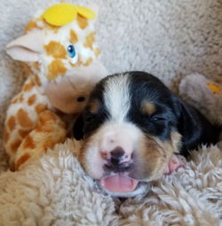 Entlebucher Swiss Mountain dogs for sale in NM